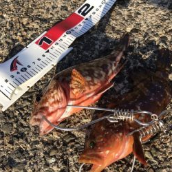 今年初のキジハタ