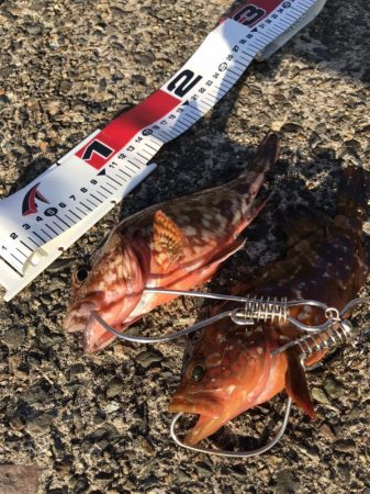 今年初のキジハタ