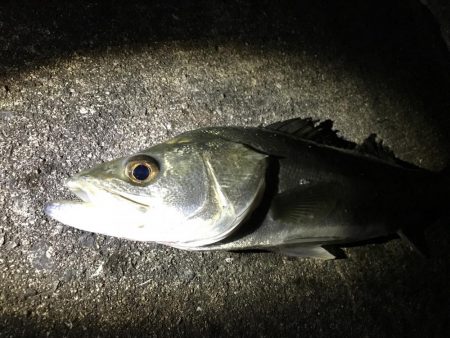 ベタ凪ゴミ多し！