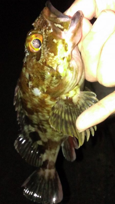 癒しのガシラ釣り