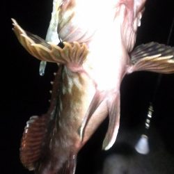 大餌で大ガシラ狙い