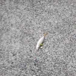 シーバス狙いが