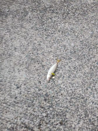 シーバス狙いが