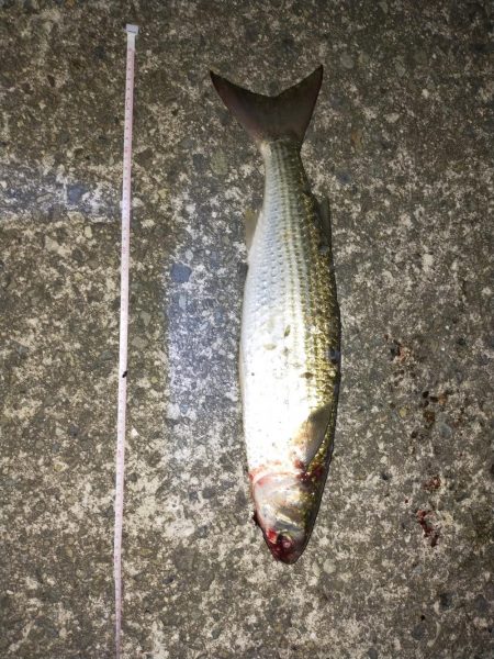 始めてのボラの洗礼