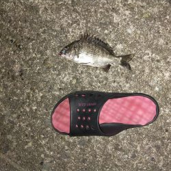 小さいですがやっと釣れた。