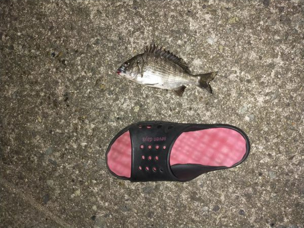 小さいですがやっと釣れた。