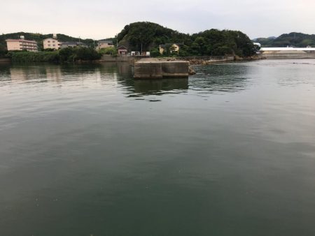 ツバス13匹、アジ10匹