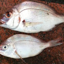 アジ12匹、チャリコ2匹、コサバ43匹