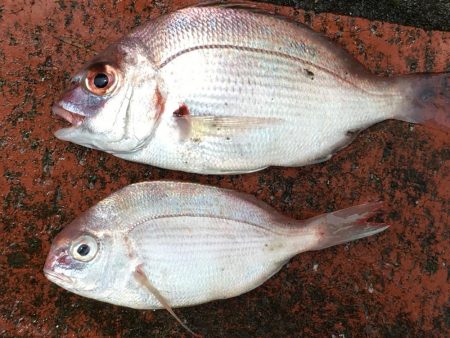 アジ12匹、チャリコ2匹、コサバ43匹