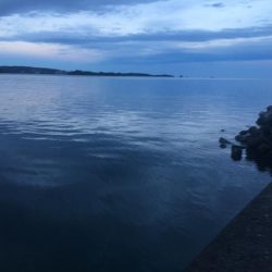 アジ7匹、コサバ25匹