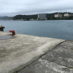 アジ、ツバス、コサバ