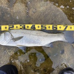 ヒラスズキ？　ヒラ初心者のビギナーズラック