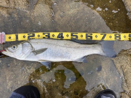 ヒラスズキ？　ヒラ初心者のビギナーズラック…