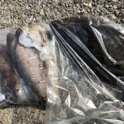 アオリ狙うもコウイカばかり