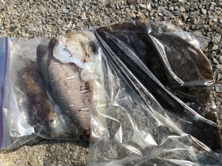 アオリ狙うもコウイカばかり