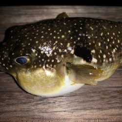 メバル まだ釣れそうです