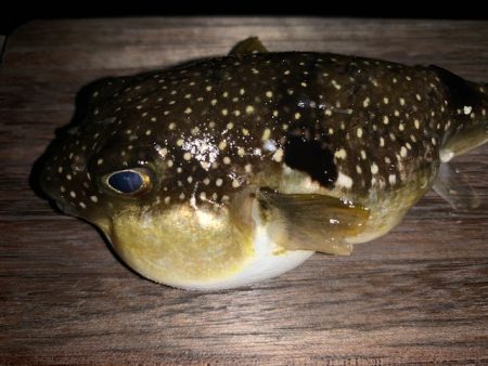 メバル まだ釣れそうです