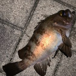 メバルもそろそろ終了か