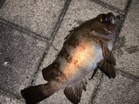 メバルもそろそろ終了か