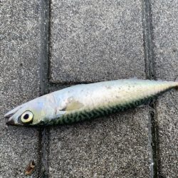 コスモでタコ釣りやってみた2