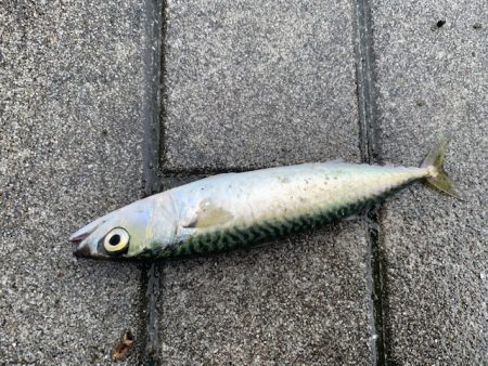 コスモでタコ釣りやってみた2