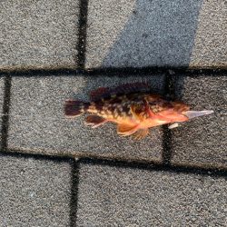 タコ 鯖 ガジラが好調