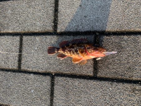 タコ 鯖 ガジラが好調