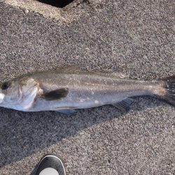 加太大波止でシーバス