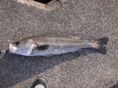 加太大波止でシーバス