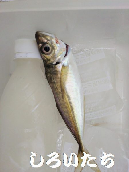 夕方短時間のアジエサ釣り。