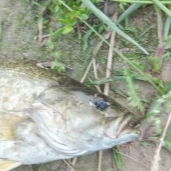 初スモールマウス!