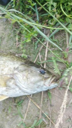 初スモールマウス!