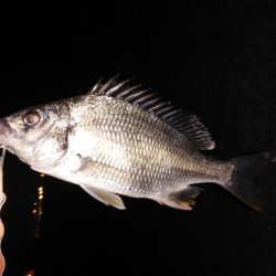 チニングリベンジ