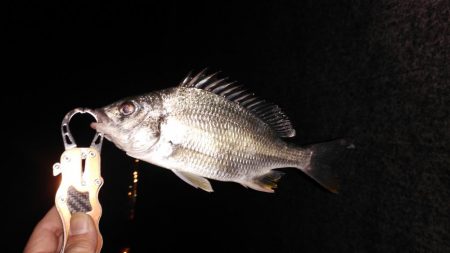 チニングリベンジ