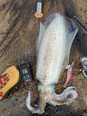 今季の記録更新