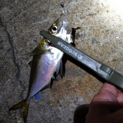 ナイトアジング