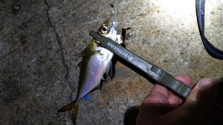 ナイトアジング