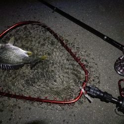 南港へち釣行(2020/06/06 南港ヘチ釣り キビレチヌ(32cm,31cm~)ガシラ 釣果有り)