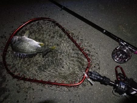 南港へち釣行(2020/06/06 南港ヘチ釣り キビレチヌ(32cm,31cm~)ガシラ 釣果有り)