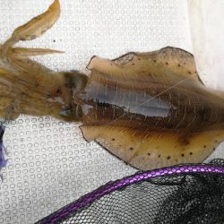 ジギング~SLJ~エギング