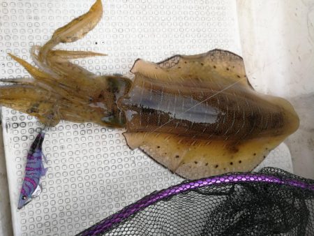 ジギング~SLJ~エギング