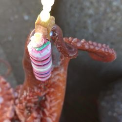 ショアタコゲーム