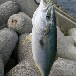 貝塚人口島でハマチ