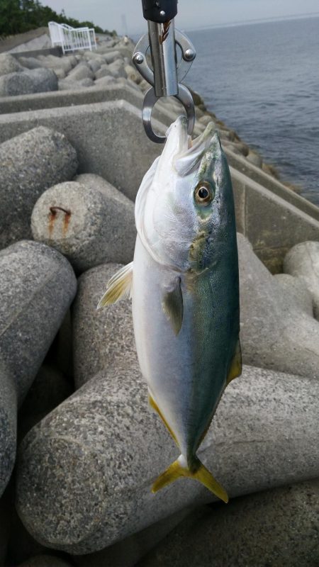 貝塚人口島でハマチ