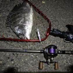 (2020/06/13 南港ヘチ釣り キビレチヌ(44.5cm,42cm~)ガシラ22 cm 釣果有り)