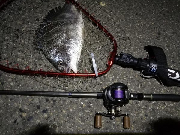 (2020/06/13 南港ヘチ釣り キビレチヌ(44.5cm,42cm~)ガシラ22 cm 釣果有り)