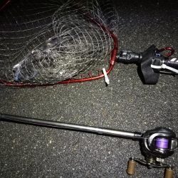 (2020/06/14 南港ヘチ釣り 真チヌ(49.5cm)ガシラ 釣果有り)