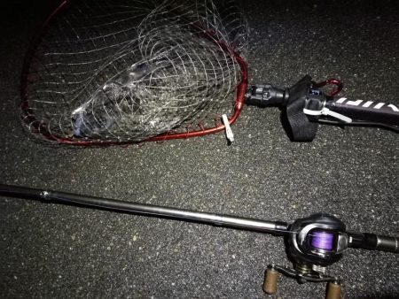 (2020/06/14 南港ヘチ釣り 真チヌ(49.5cm)ガシラ 釣果有り)