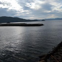 春イカもういない？