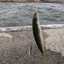 短時間の釣り　鯖サバ好調　ジグサビキ